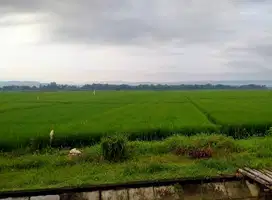 Tanah Sawah Produktif Dempelrejo Ngampel Kendal