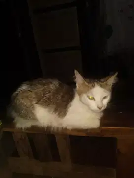 Di jual kucing persia mix