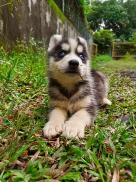 Anjing Puppy HUSKY, STB, MICROCHIP, Vaksin Sehat & Lucu