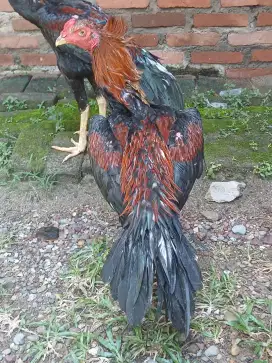 Ayam muda garuda