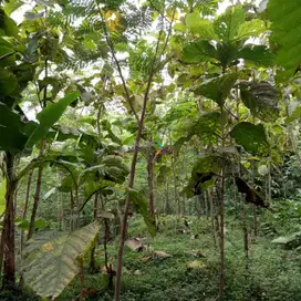 Dijual Murah Tanah Kebun, Lahan di Prigen Pandaan, Malang