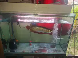 Aquarium  2 buah dan Ikan arwana. 2 set talang air dan 2 set lampu can