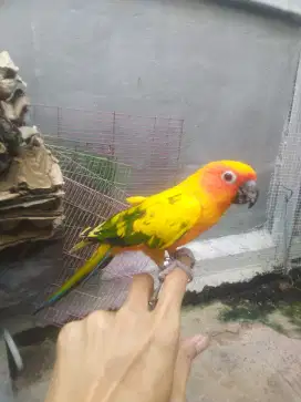 Burung sun conure