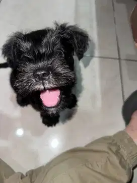 Anakan Miniature Schnauzer Black Silver | 2 bulan