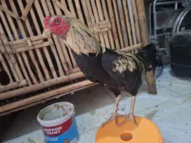 Ayam bangkok birma jalak