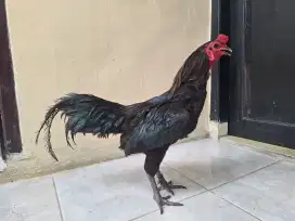 Ayam kampung hitam