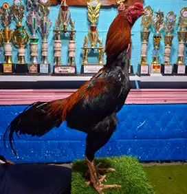 AYAM PAKHOY AYAM BANGKOK AYAM MANGON