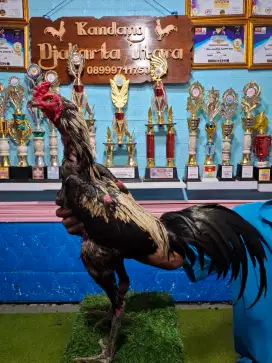 AYAM PAKHOY AYAM BANGKOK AYAM MANGON