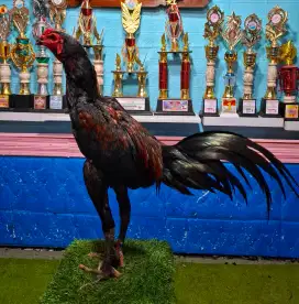 AYAM PAKHOY AYAM BANGKOK AYAM MANGON