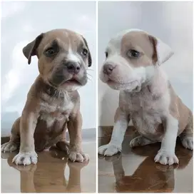 American bully puppy jantan & betina