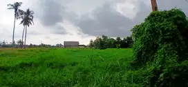 LAND FOR LEASE 897 SQM RICE FIELD VIEW IN SILUNGAN - LOD TUNDUH - UBUD