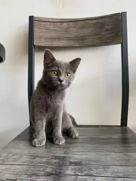 Kucing BSH british shorthair kitten betina 3 bulan