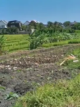 dijual tanah voew sawah cemagi