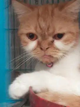 Kucing presia flatnose betina siap kawin