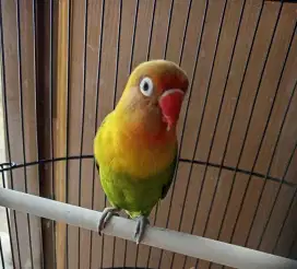 Burung Lovebird