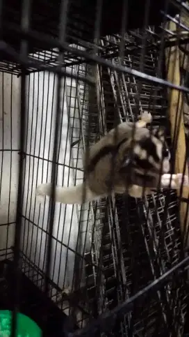 Sugar glider mozaik mozaic het leu