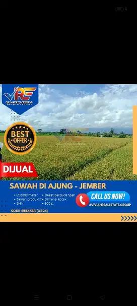 JUAL SAWAH LUAS MURAH DI AJUNG JEMBER