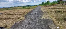 jual tanah sawah  38 are hrg 45 jt tanguntiti  seltimj