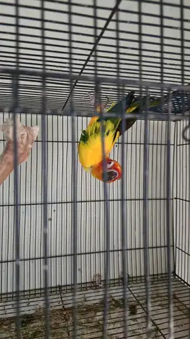 Jual Burung Green Monk, Sun Conure, Falk Lutino, Falk biasa