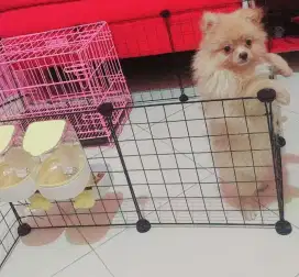 Anjing minipom longhair jantan usia 8 bulan