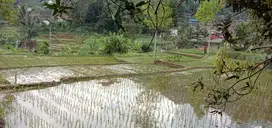 Tanah sawah aktif dekat tempat wisata Karuhun Sumedang