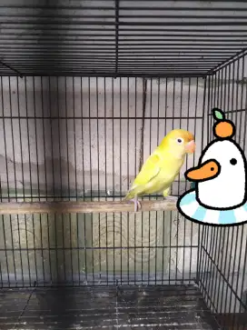 Burung lovebird Pb