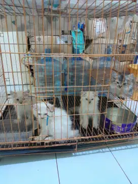 Jual Kucing Himalaya Anakan