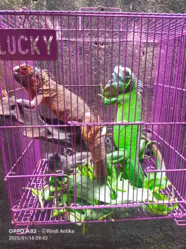 Dijual cepat iguana 3 ekor