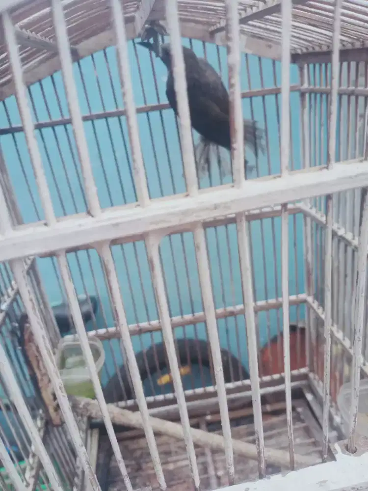 Jual burung siri siri raja