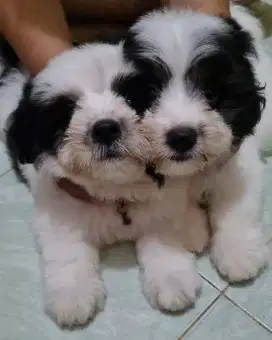 Dinjual anak anjing shitzhu mixs maltise usia 3 bulan