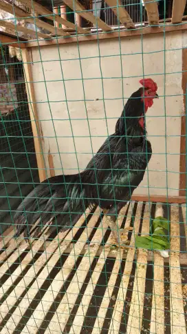 Ayam gali blackbul