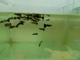 Guppy Black Moscow (hitam pekat)