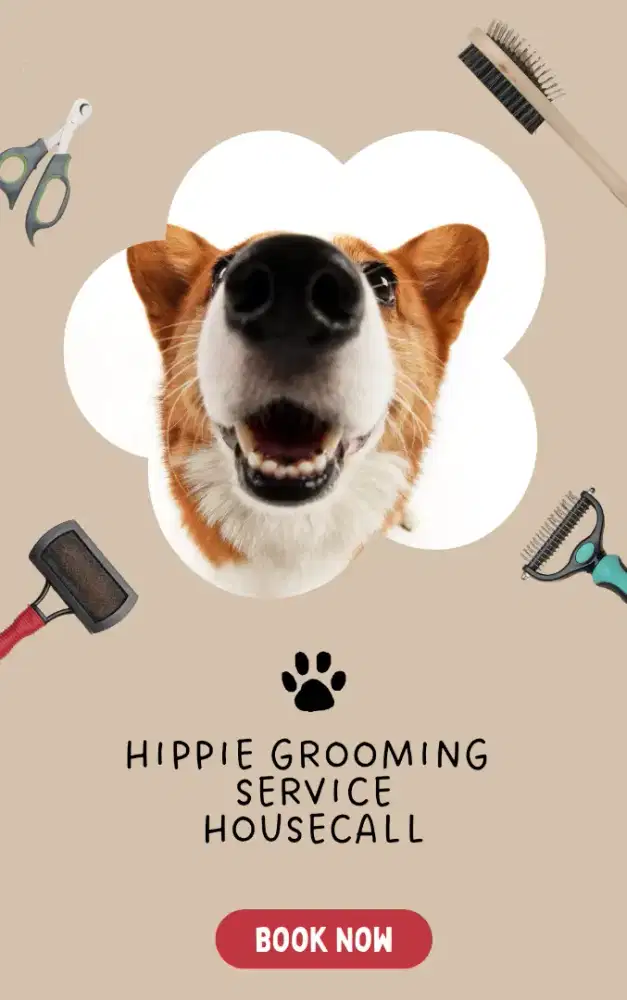 Jasa grooming anjing dan kucing housecall