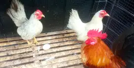 Jual Cepat ! Ayam Tema (Kate Serama) 1 Jantan + 2 Betina