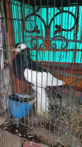 Merpati riverswing jantan