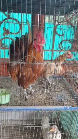 Sepasang ayam tema