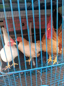 jual ayam kate Lucu