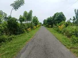 TANAH KEBUN BUAH NAGA LUAS 84 ARE DI LELATENG JEMBRANA