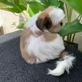 surabaya Anjing shihtzu shih tzu shitzu shitsu sitzhu