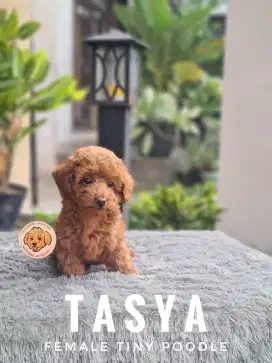 Red poodle betina tiny stambum vaksin kaki pendek super lucu