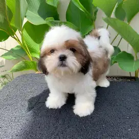 surabaya Anjing shihtzu shih tzu shitzu shitsu sitzhu