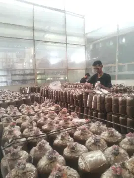 Lowongan pekerjaan produksi jamur