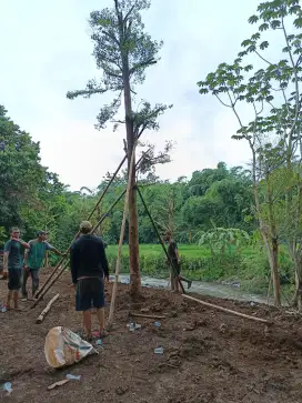 Ketapang kencang