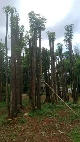 Pohon pule grouping besar