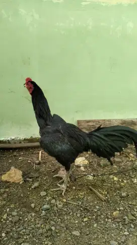 Ayam Bangkok kumbang