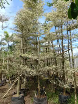 Ketapang kencana variegata