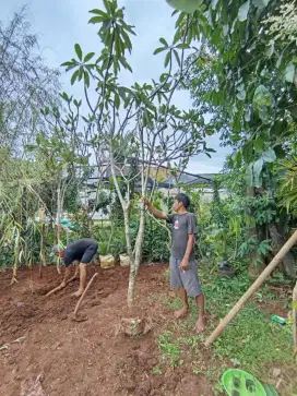 Pohon Kamboja 3 m