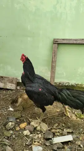 Ayam Bangkok kumbang