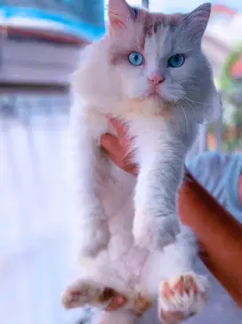 Ragdol pacak kucing , ragdoll jago kawin , ragdoll asli bukan mix