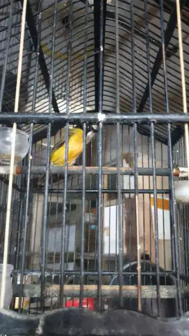 Burung jarang yang punya